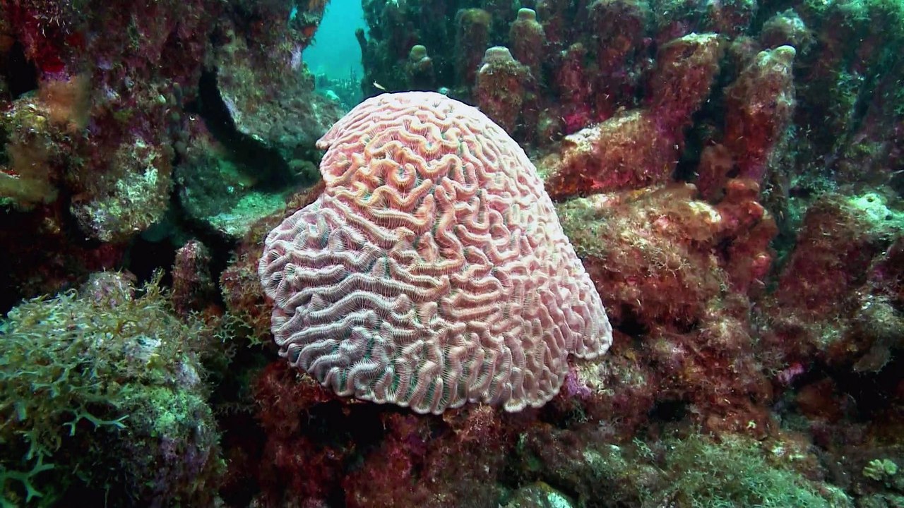 Guadeloupe, sur la route du corail - 26 minutes