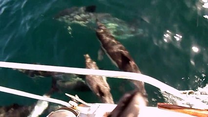 dauphins entre belle ile et quiberon