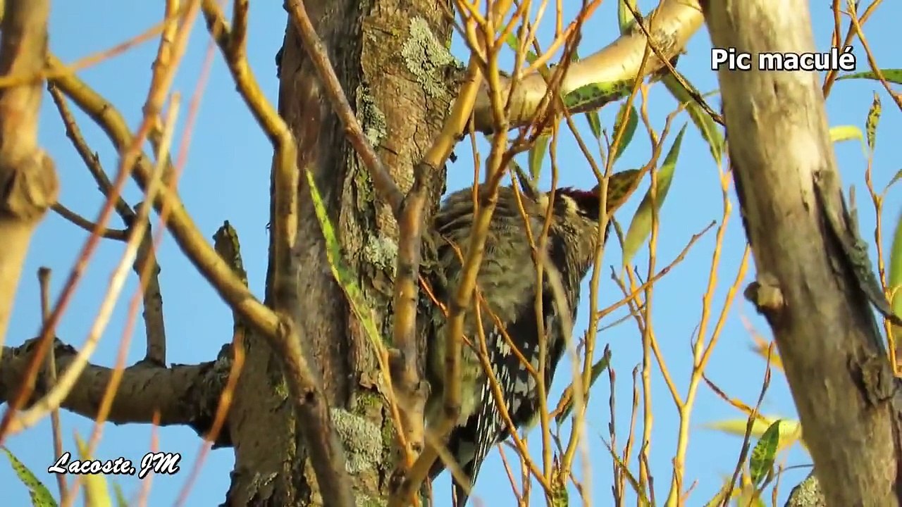 35 jours d'observation - automne 2014 -