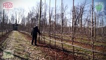 Cięcie sadu - Felco 820 - zima 2013 ( Pruning apple trees - winter 2013 ; Obstbau Schnittgeräte )