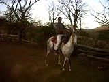 Venta de caballos Guatemala 