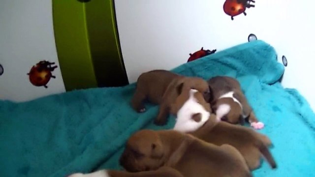 15ème vidéo des chiots staffies de la 21ème portée de Staffordland