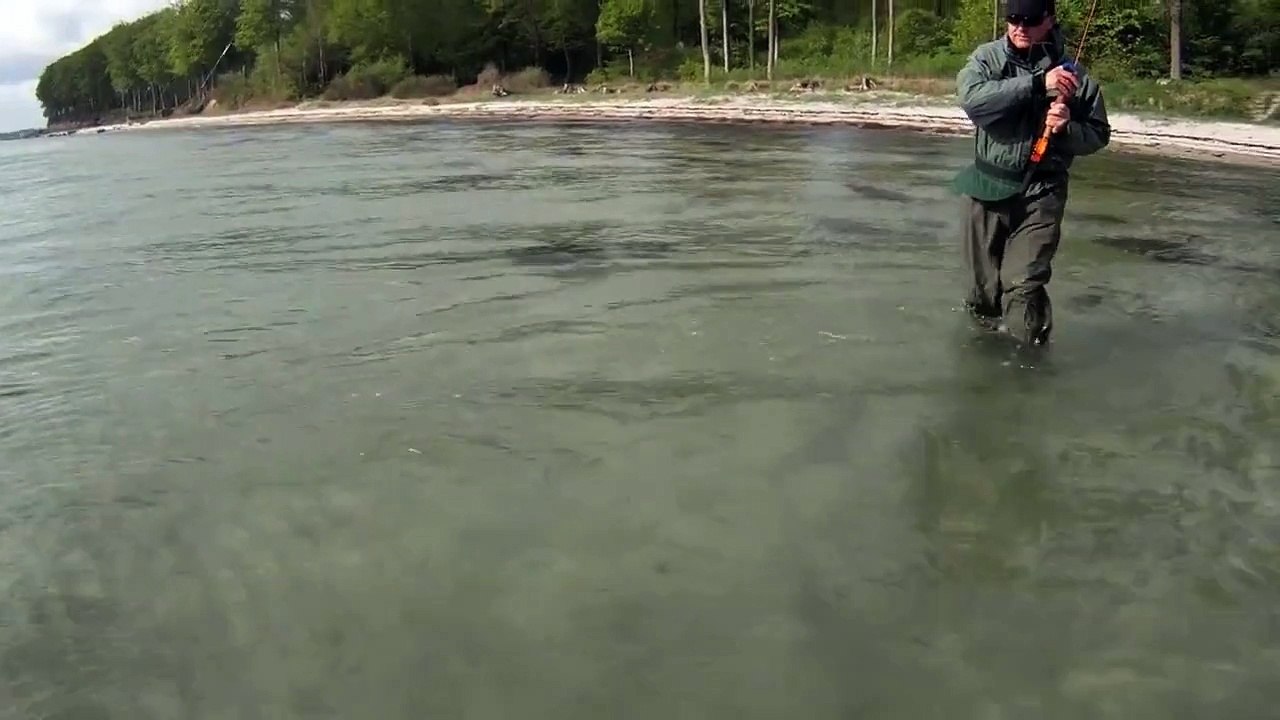 Pêche Truite de mer Danemark - Fishing Sea-trout in Denmark
