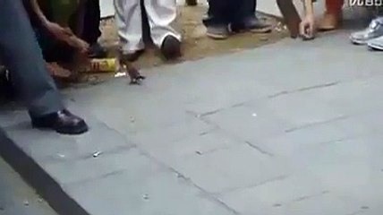 A bird is collecting money