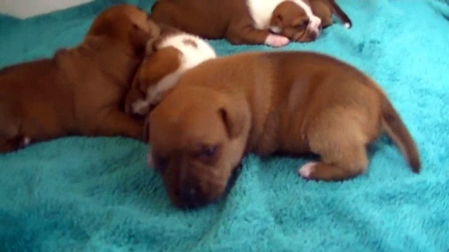 20ème vidéo Chiot n°7 Femelle de la 21ème portée de Staffordland
