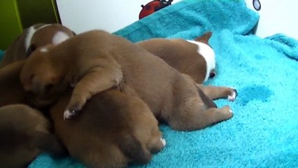 21ème vidéo   Chiot n°3 Femelle de la 21ème portée de Staffordland