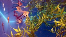Angelfish Tank Mates and Roommates for Aquarium