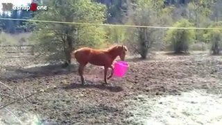 Funny horses compilation