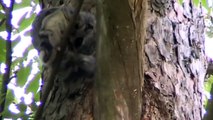 Liito-orava (Pteromys volans) ja saukko (Lutra lutra)