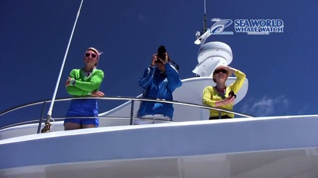 Rare sighting of Whale Shark off Gold Coast, Queensland