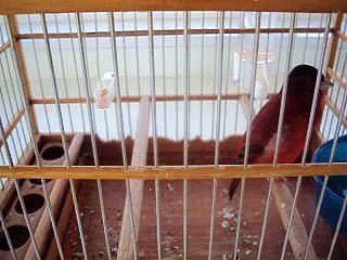 Red Siskin Mule/Hybrid Sings close (Carduelis cucullata x Canary)