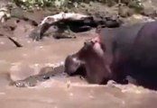 Hippo vs Crocodile , When Animals Attack Crocodile Hippos in river