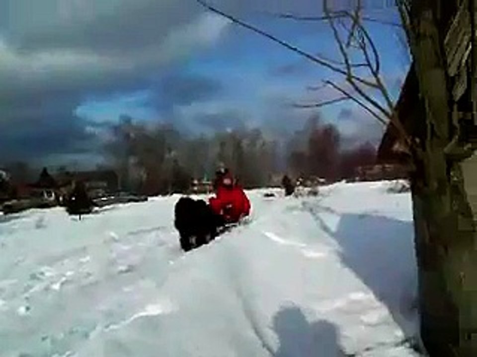 newfaundland pulling sledges (1)