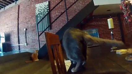 Un cache-anus pour chat