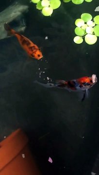 My new 150 gallon Rubbermaid stock tank goldfish pond