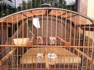 coleiro cowboy  tui tui top