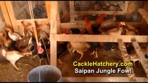 Saipan Jungle Fowl Chicken Breed (Breeder Flock)