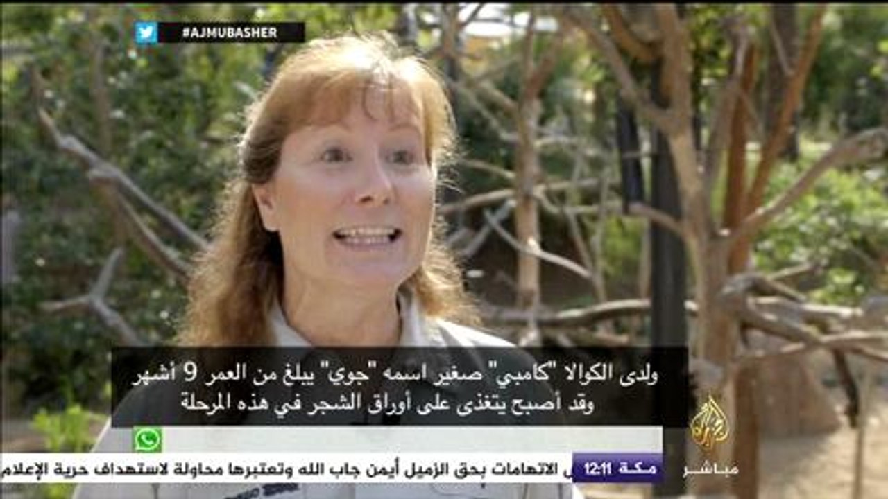 شاهد ارتباط حيوان الكوالا حديث الولادة بأمه