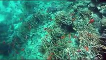 Snorkelling in Soma Bay Egypt with tropical fish