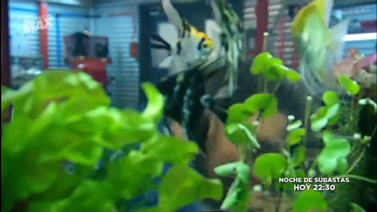 Como funciona el filtro de un acuario - Discovery MAX