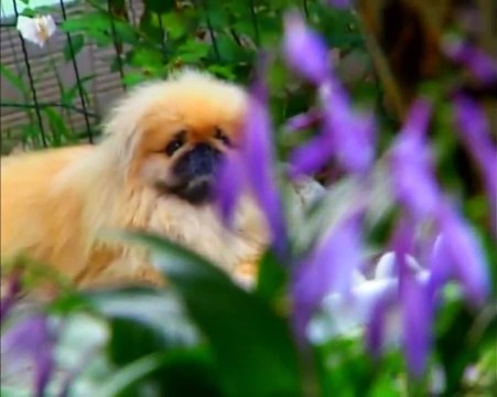 Пекинес, Китайская хохлатая. (Советы с первых рук).