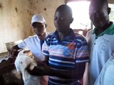 Rabbit Production and Entrepreneurship in Northern Ghana - Unedited