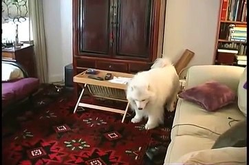 Hungry Like the Wolf