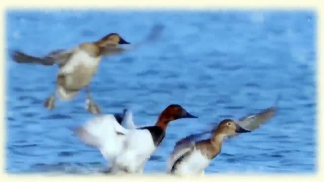 Ördəklərin qüsursuz yaradılış xüsusiyyətləri