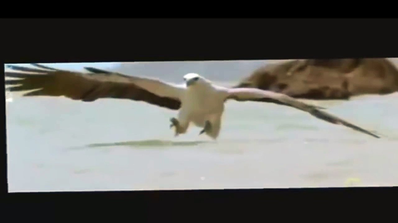 Eagle | Best Top  5 Eagle Attack Documentary [New]