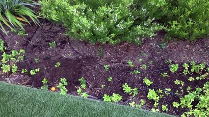 Amending Hard Clay Soil and Improving Drainage in Already Planted Beds