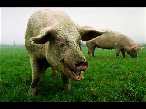 Dj dolf - Je moet je muil houden