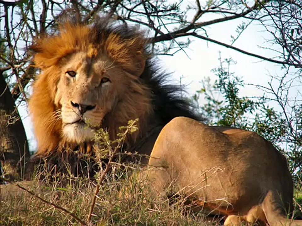 Lion: King of the Beasts, Phinda, S. A.