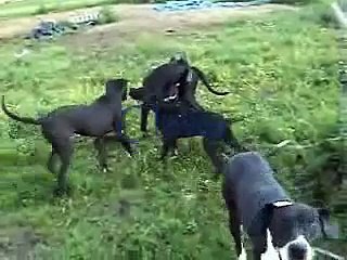 Great Dane play