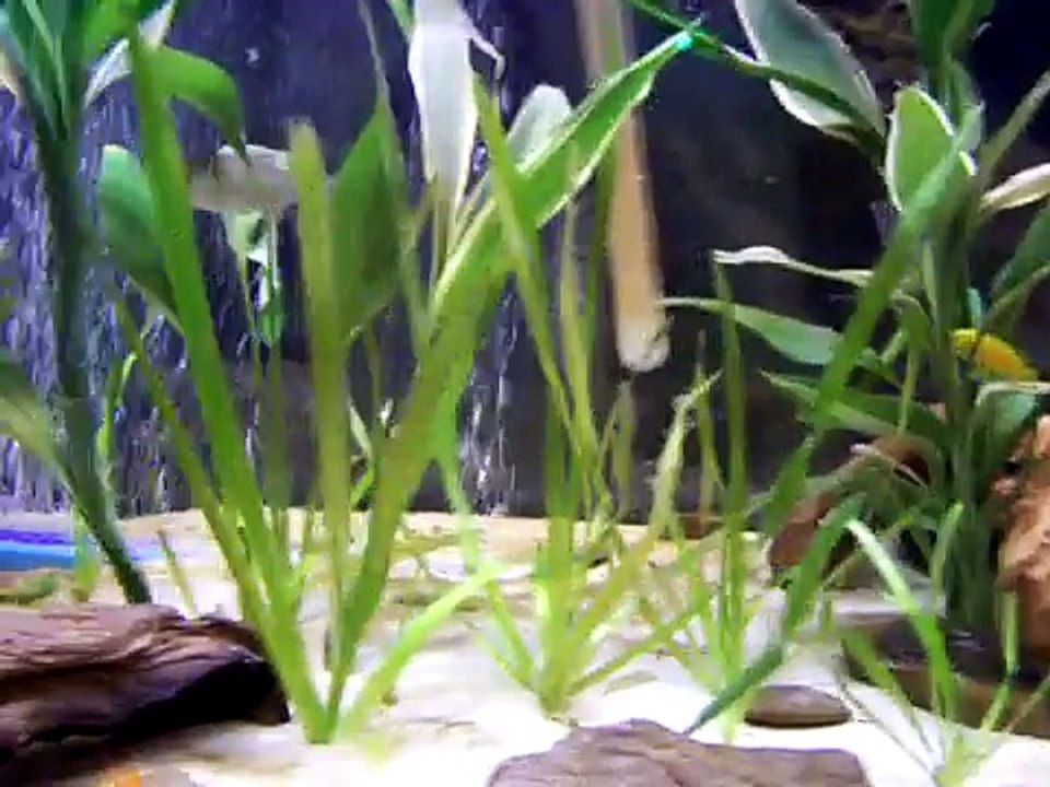 LIVE FEEDING!!! Aggressive Elongatus Piranha Vs. Goldfish UPCLOSE ATTACK AT 1:15
