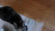 Meow Entering The House