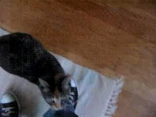 Meow Entering The House