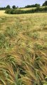 Un chien dans un champ de blé
