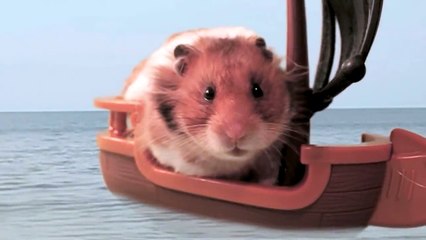 'Sailing' - The Talking Hamster