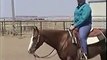 Horse Training Videos Free Lessons: How to Train Horses