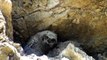 Great Horned Owl chicks at nest (Bubo Virgunianus) - Polluelos de Buho Real en el nido