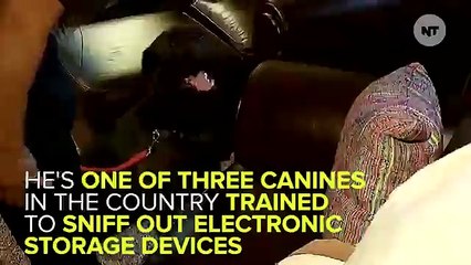 This Dog Is Trained To Sniff Out SD Cards To Find Child Pornography