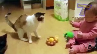 Funny Videos Animals Remix Compilation | Funny Animal Video | Funny Cats Videos | Funny Ca