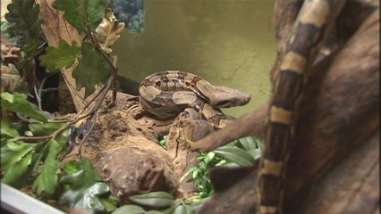 Bruxelles: des serpents abandonnés en pleine ville