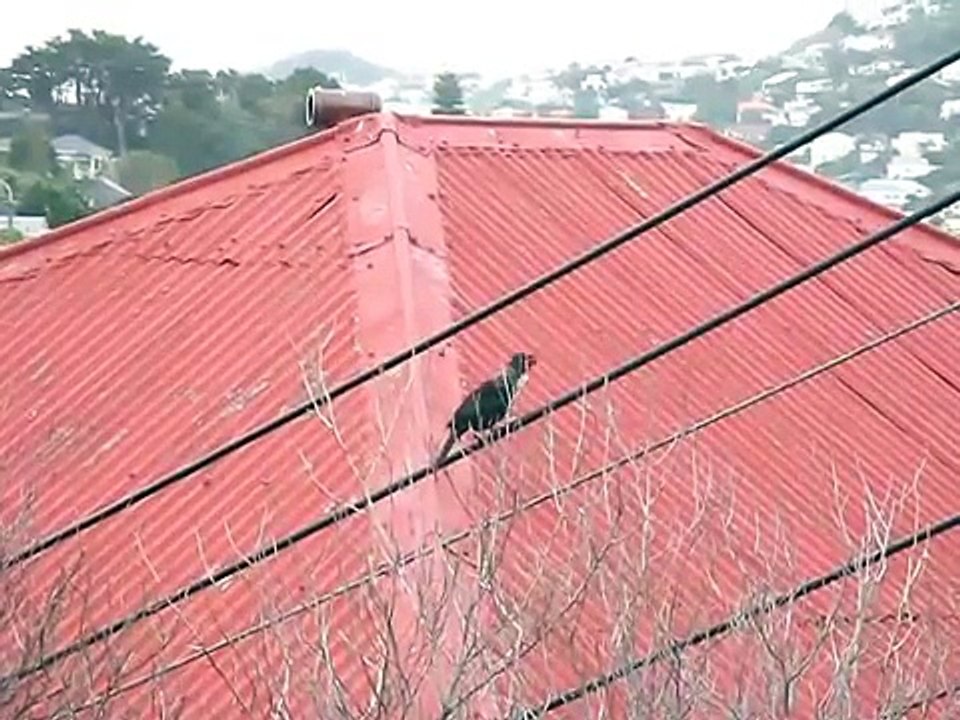Tui - accomplished song bird