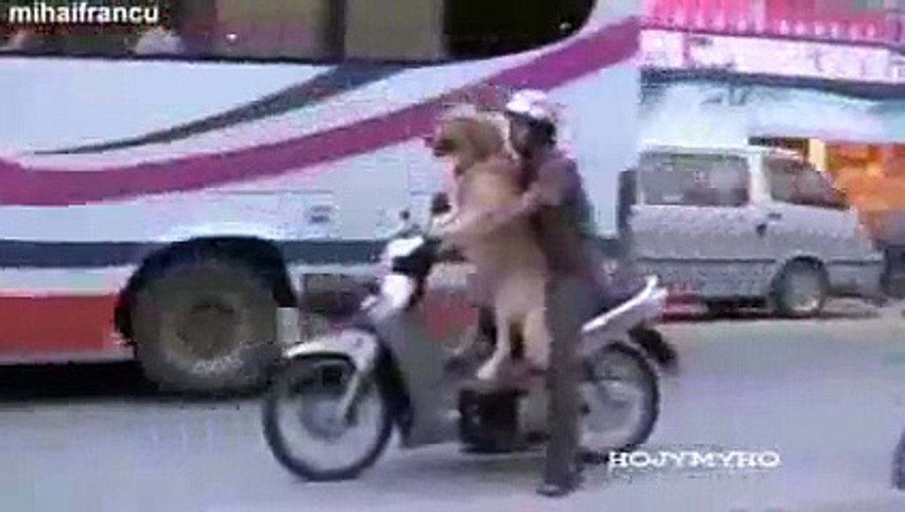 Fail compilation 2015 I Funny pranks I Funny videos I Funny animal I Funny dogs