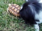 Japanese Chin Mothers African Spur Turtle
