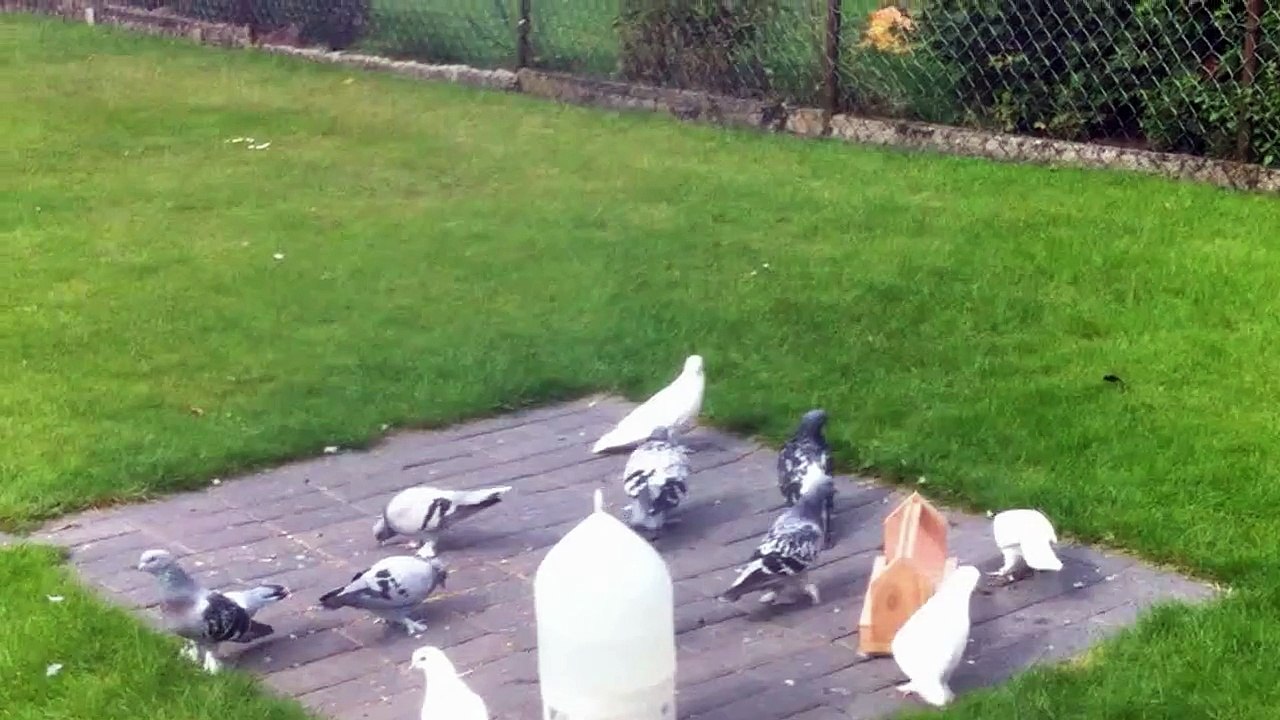 Takla, Takla Tauben, Tauben, Pigeons, Güvercin,