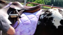 how to tack up a horse English saddle