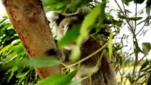 Australia's National Landscapes Nature Series - Great Ocean Road - Lizzie Corke