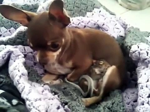 Chihuahua Izzy Adopts Squirrels